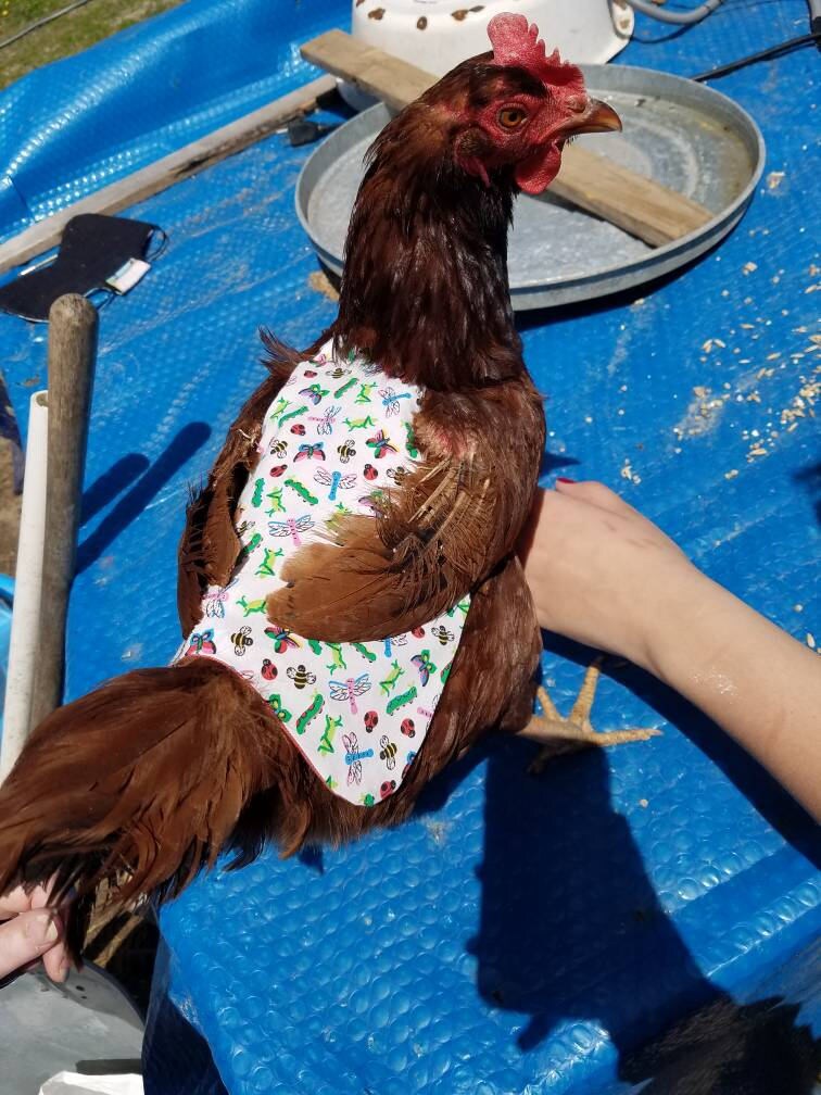 Medium Chicken Saddles, Chicken Aprons, Pheasant Aprons