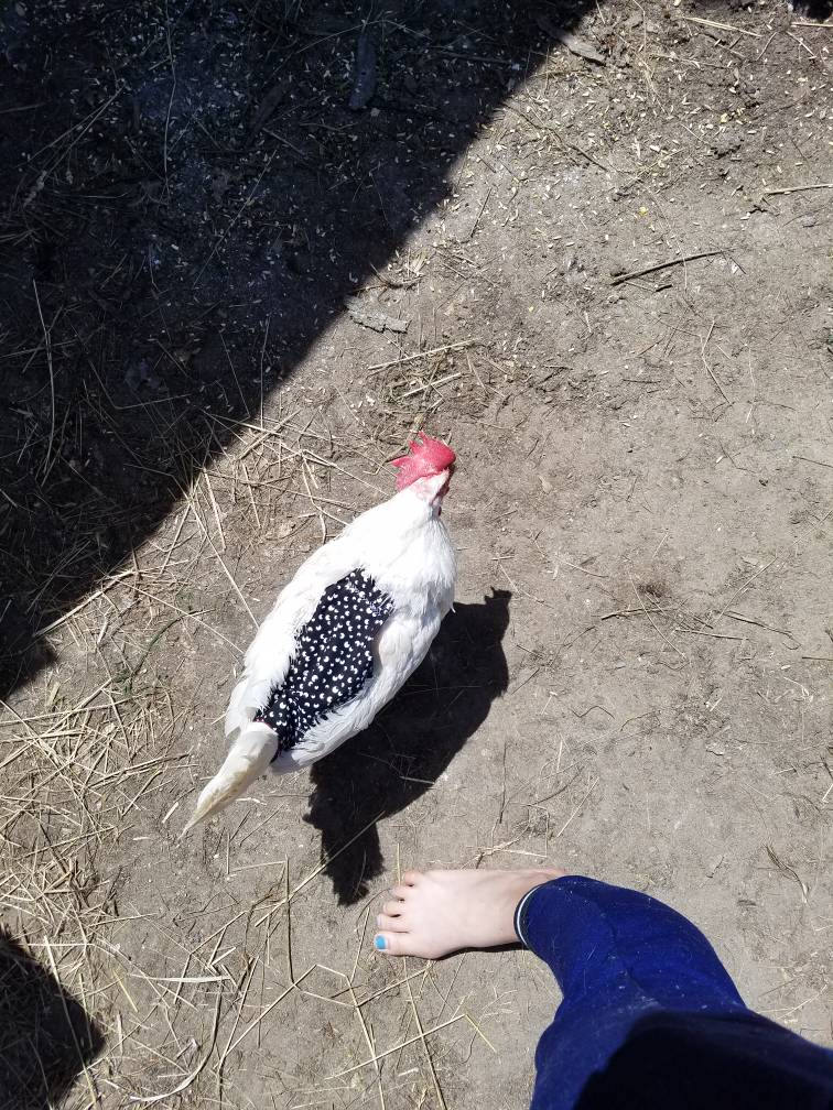 Medium Chicken Saddles, Chicken Aprons, Pheasant Aprons
