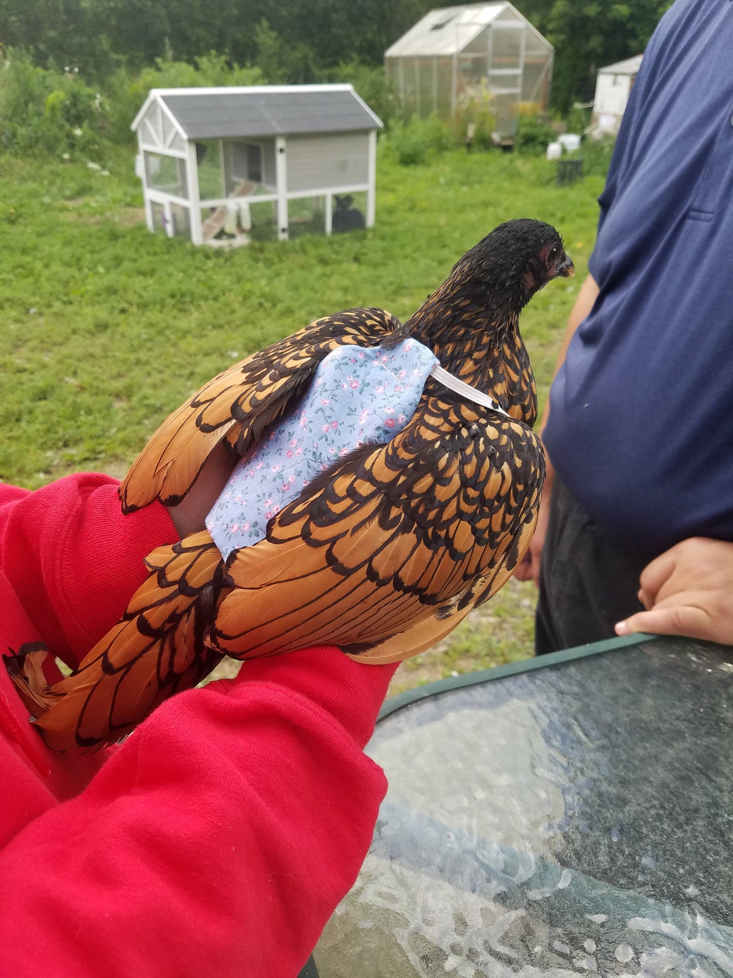 Small Chicken Saddles, Chicken Aprons, Bantam Sized Birds
