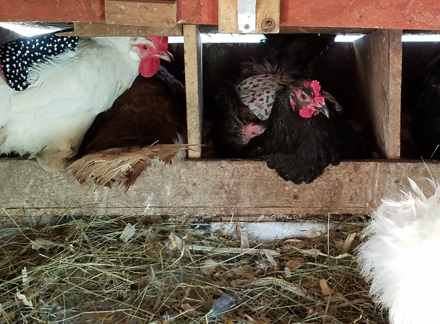 Medium Chicken Saddles, Chicken Aprons, Pheasant Aprons